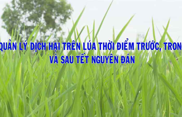 Quản lý dịch hại trên lúa thời điểm trước, trong và sau Tết Nguyên đán  (10-01-2023)
